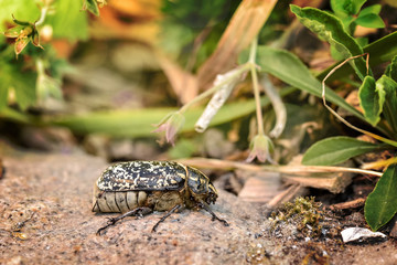 espèce de gros insectes