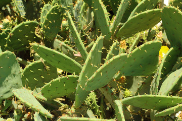 cactus yellow flowers