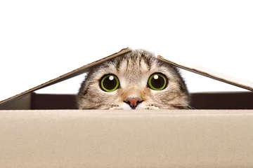 Foto auf Acrylglas Katze Porträt einer lustigen Katze, die aus der Box schaut