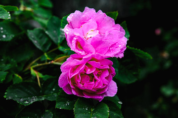 beautiful flowers with drops on the leaves