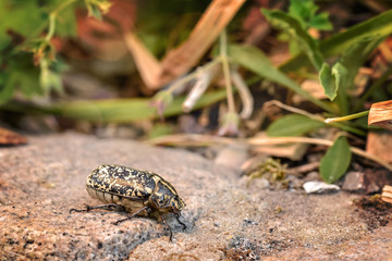 espèce de gros insectes