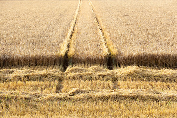 Partly harvested field