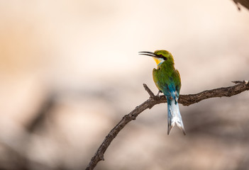 Bee-eater shade