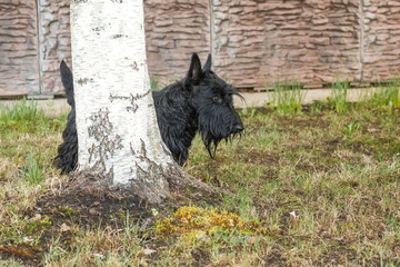 fun black Scotch Terrier jumping in the grass