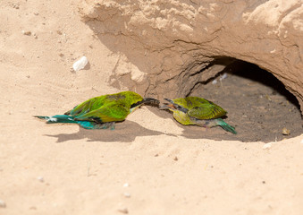 Mother and baby Bee-eaters feeding