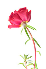 Red flower of Portulaca grandiflora or Moss-rose purslane isolated on white background