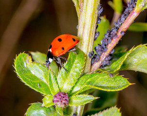 Harlequin ladybird (Coccinellidae) adult eating aphid.