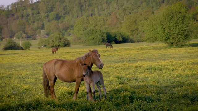 Horses on field