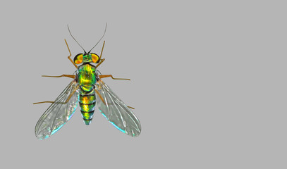 Macro Photo of Beautiful Insect Isolated on Gray Background with Clipping Path