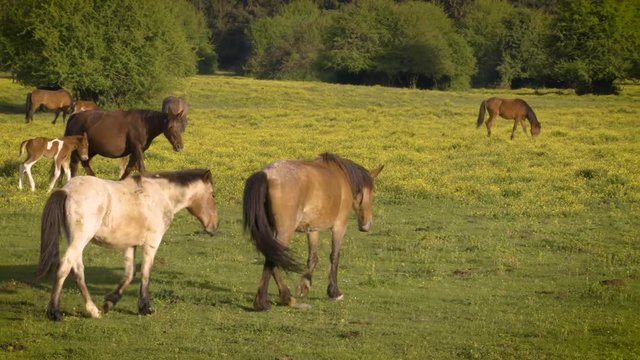 Horses on field