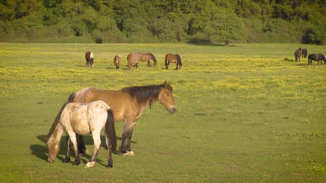 Horses on field