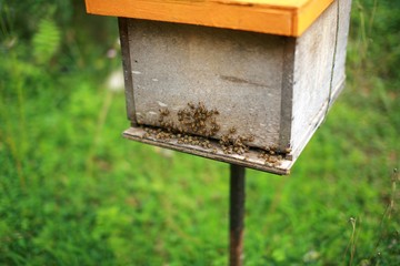 House Of Bee