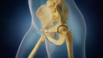 Human skeleton pelvic area visualization. Left side.