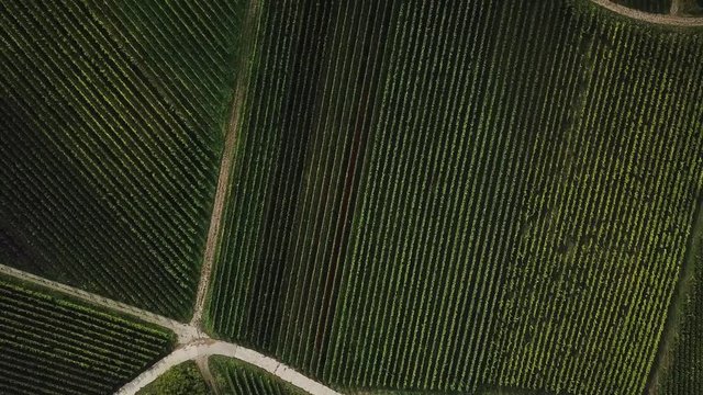 Top view aerial drone shot of the wine yards south of Birkweiler, Pfalz, Germany, in spring, midday light, moving south.