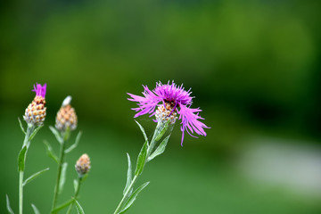 Brown knapweed, purple wildflower on meadow