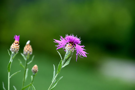 Brown knapweed, purple wildflower on meadow