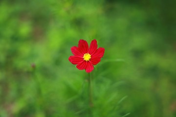 Obraz premium Red Flower head