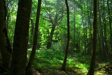 Fototapeta na wymiar Forest landscape 