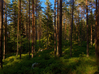 Light shadows ine forest with grounds covered with bushes dduring sunset. Summer trek in Sweden.