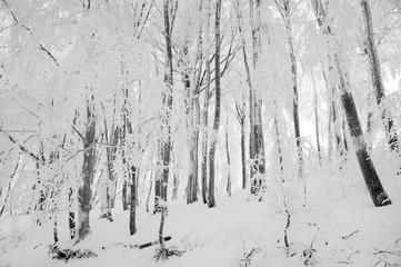 Frozen snowy forest landscape