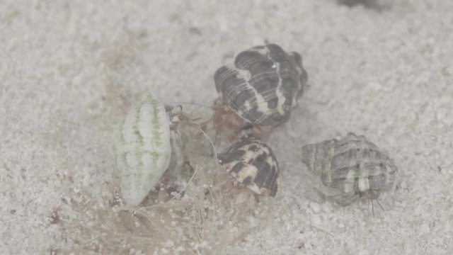 Three hermit crabs crawl on white sand on the seashore. S-log, ungraded