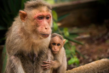 Mother monkey with the baby