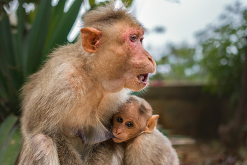 Mother monkey with the baby