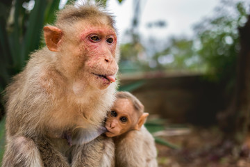Mother monkey with the baby