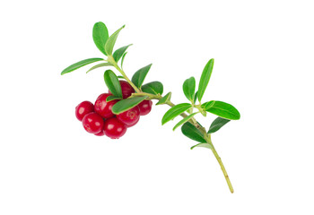 ripe and fresh cowberries or cranberries with leaves isolated on white background 