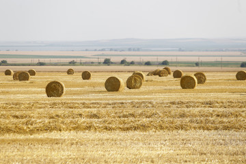 Wheat ballots on a farmer’s field