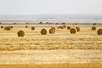 Wheat ballots on a farmer’s field