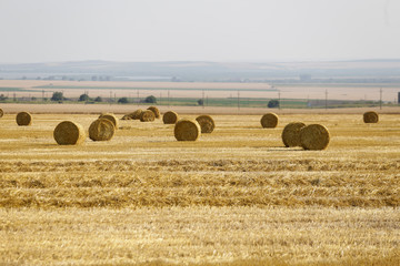 Wheat ballots on a farmer’s field