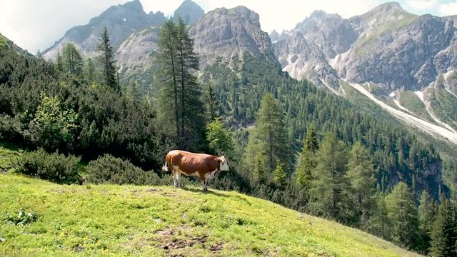 A beautiful cow in the mountains. Perfect image film.