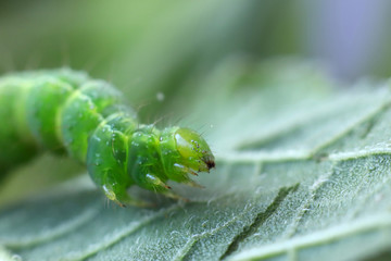 une chenille verte sur une feuille en mode macro portrait raproché