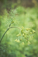 Wet dill close up