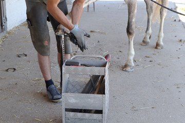un maréchal ferant change le fer d'un cheval et plante des clous dans le sabot