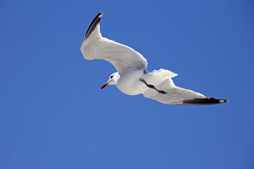 Seemöwe (Laridae) 