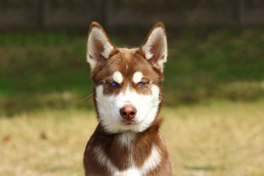 Nono Jessi Photos Images Assets Adobe Stock