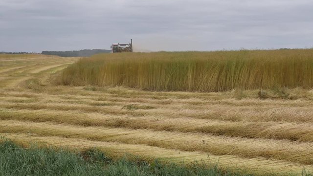 moisson des champs de lin