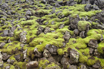 Icelandic lava field covered with green and yellow moss