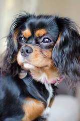 Pippa Puppy 3