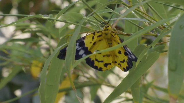 Butterfly on leaf