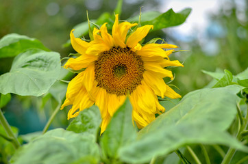Blossoming sunflower in the garden