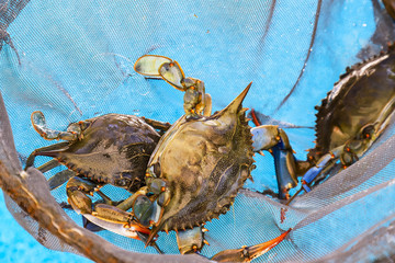 Big tropical crabs in a fishing net over a blue water background