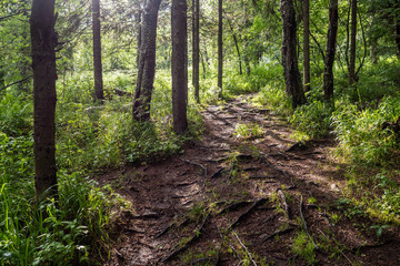 Fototapeta premium Dirt road through the spring deciduous forest on a foggy morning