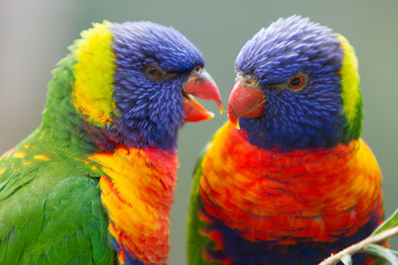 Pair of Rainbow Lorikeets