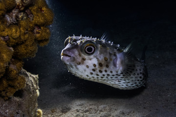 Red sea puffer fish by night