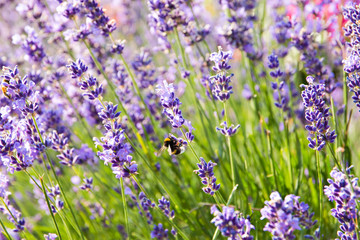 Naklejka premium Lavender flowers blooming. Purple field flowers background. Tender lavender flowers.