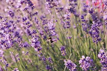 Lavender flowers blooming. Purple field flowers background. Tender lavender flowers.