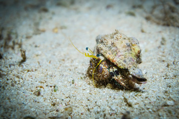 Red sea hermit crab